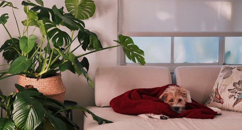 Why is it hard to find a pet-friendly rental property?